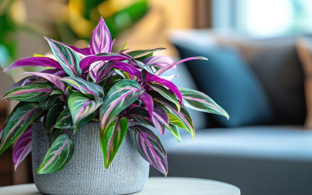 Plantas de interior decorativas Bogotá: estilo y frescura en tu espacio