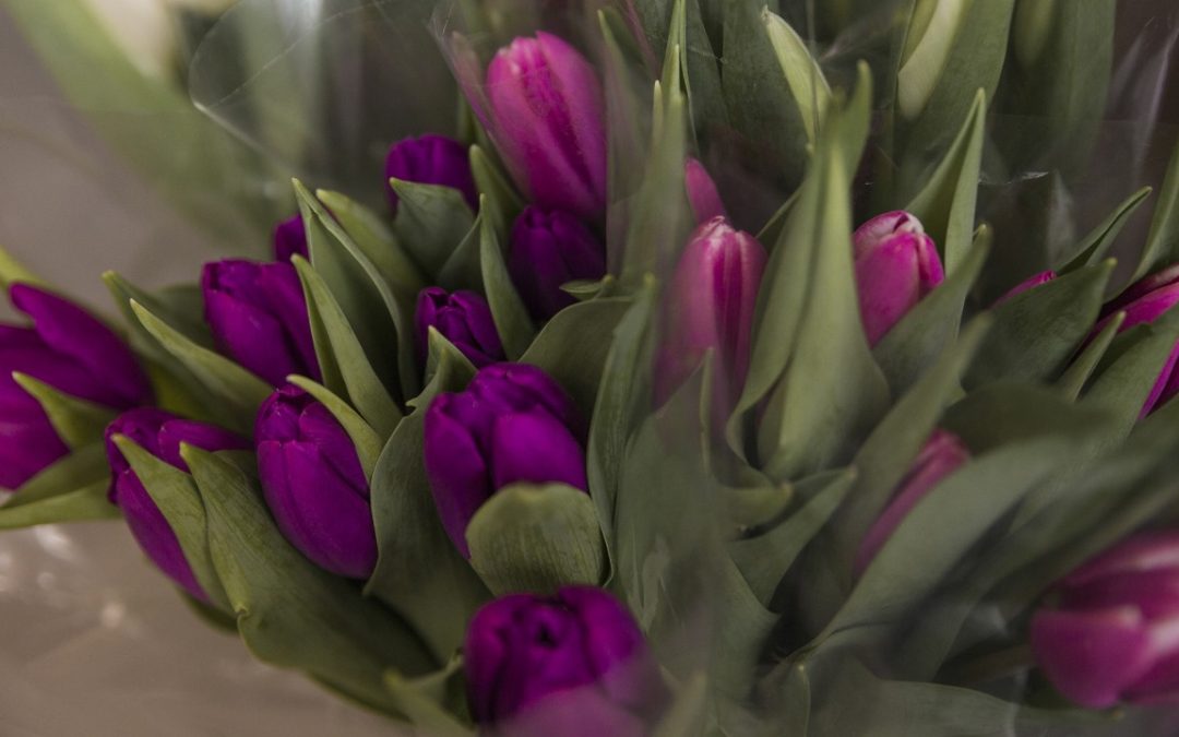 Ramos de tulipanes Bogotá norte: elige elegancia hoy