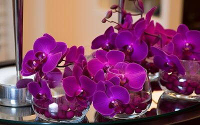 Orquídeas para cumpleaños: el regalo perfecto con significado