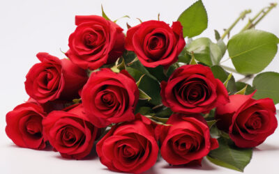 Rosas tallo largo Bogotá norte: elegancia que enamora