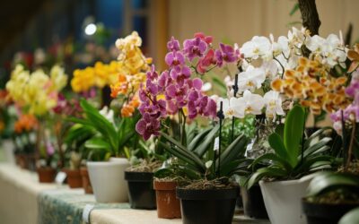 Venta de orquídeas colombianas con diseños exclusivos