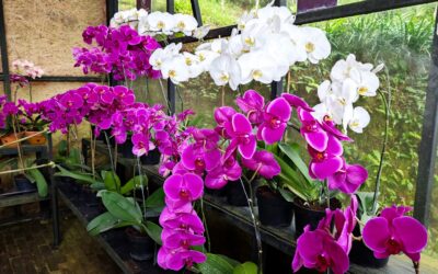 Floristería Orquídeas arreglos florales Bogotá hoy